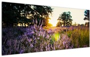 Tablou - Câmp cu lavandă (120x50 cm)