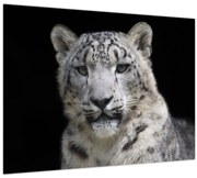 Tablou pe sticlă - Snow Leopard (70x50 cm)