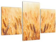 Tablou - câmp cu grâne (90x60 cm)
