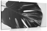 Tablou frunză de philodendron  alb-negru