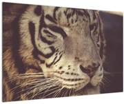 Tablou cu tigrul (90x60 cm)