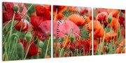 Tablou din câmp cu maci (cu ceas) (90x30 cm)