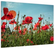 Tablou - Pe câmpul cu maci (70x50 cm)