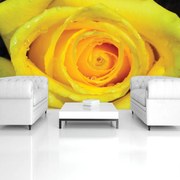 Fototapet - Trandafir galben (152,5x104 cm)