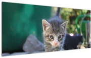 Tablou cu pisicuțe (120x50 cm)