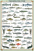 Poster Fresh Water Fish