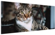 Tablou cu pisica (120x50 cm)