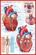 Poster The heart