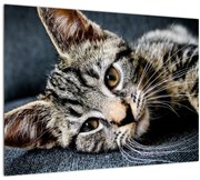 Tablou pe sticlă - Pisoi (70x50 cm)