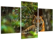 Tablou - Tigru odihnindu -se (90x60 cm)