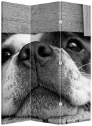 Paravan - Câine (126x170 cm)