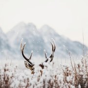 Fotografie Shy Deer, Treechild