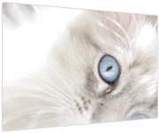 Tablou - Pisica cu ochi albaștri (90x60 cm)