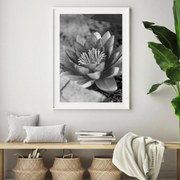 Poster - Nufăr (A4)