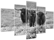 Tablou - Vaci scoțiene (150x105 cm)