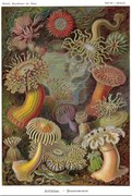 Poster Ernst Haeckel - Seeanemonen