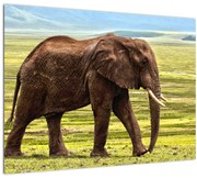 Tablou pe sticlă - Elefantul (70x50 cm)