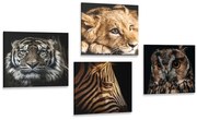 Set tablouri animale sălbatice