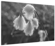Tablou - Iarba de bumbac (90x60 cm)