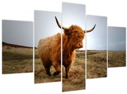Tablou - Vaci scoțiene (150x105 cm)