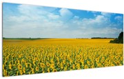Tablou - câmp cu floarea soarelui (120x50 cm)