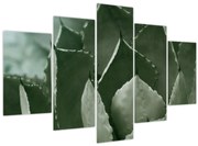 Tablou - Agave verde (150x105 cm)