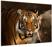 Tablou cu tigrul (70x50 cm)