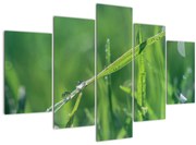 Tablou cu picături de rouă (150x105 cm)