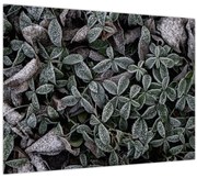 Tablou - Plante înghețate (70x50 cm)