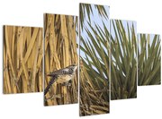 Tablou - Pănțărușul (150x105 cm)