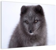 Tablou cu vulpe polară (70x50 cm)