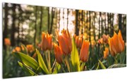 Tablou - florile lalelelor (120x50 cm)