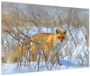 Tablou - Vulpe (90x60 cm)