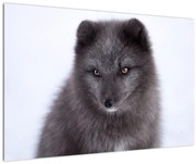 Tablou cu vulpe polară (90x60 cm)