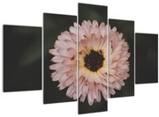 Tablou cu floare portocalie (150x105 cm)