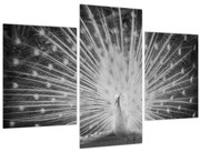 Tablou - Păun alb (90x60 cm)