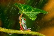 Fotografie Ohh Noo :( It's Raining, Kutub Uddin