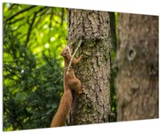 Tablou - Veverița (90x60 cm)