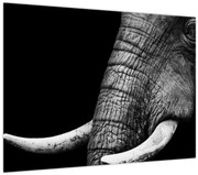 Tablou pe sticlă - Colți de elefant (70x50 cm)