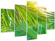 Tablou - Frunze de palmier (150x105 cm)
