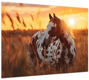 Tablou pe sticlă - Cal la Apus (70x50 cm)