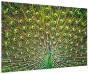 Tablou - Peacock (90x60 cm)