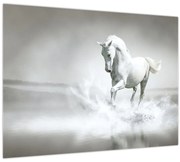 Tablou - Cal alb (70x50 cm)