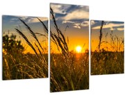Tablou cu câmp în apus de soare (90x60 cm)