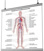 Plansa Sistemul Cardiovascular cu sistem de prindere