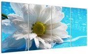 Tablou - margaretă floare (160x80cm)
