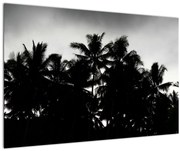 Tablou alb negru - palmieri (90x60 cm)