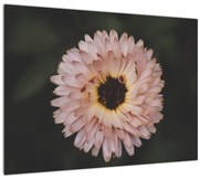 Tablou cu floare portocalie (70x50 cm)