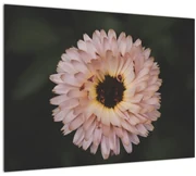 Tablou cu floare portocalie (70x50 cm)