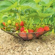 Set suporturi din plastic pentru căpşuni, 25 buc